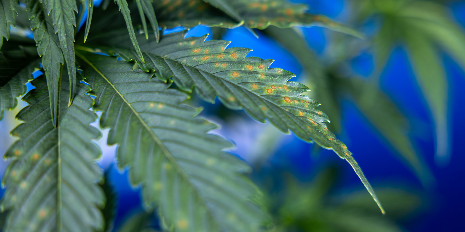 Co oznaczają brązowe plamy na marihuanie?