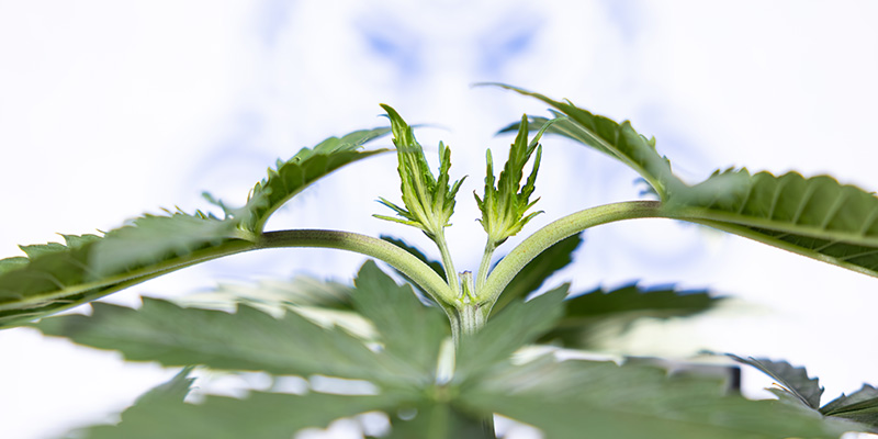 Czy można przycinać wierzchołek automat&oacute;w?