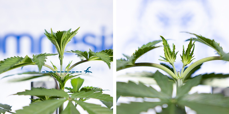 Przytnij ponad 3. międzywęźlem