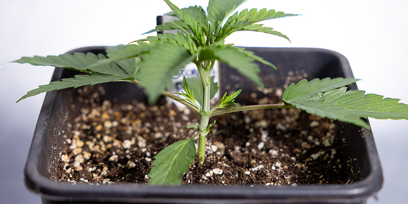 Kiedy przycinać automaty