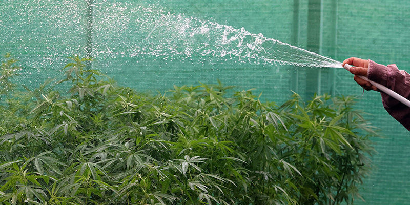 Najczęstsze błędy przy uprawie w szklarni i oranżerii