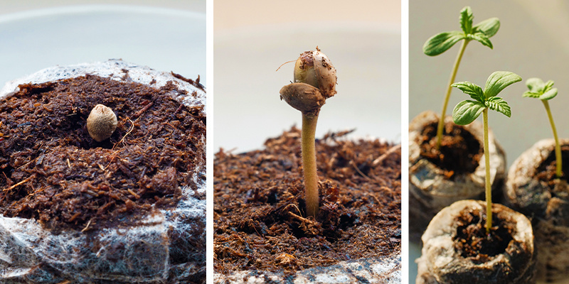 3. Kiełkowanie nasion marihuany w krążkach torfowych