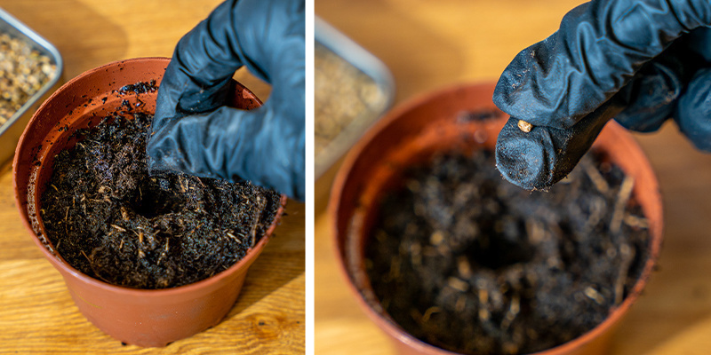 2. Kiełkowanie nasion marihuany w glebie