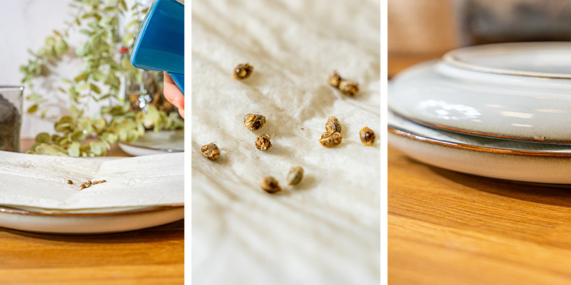 4. Kiełkowanie nasion marihuany na ręcznikach papierowych