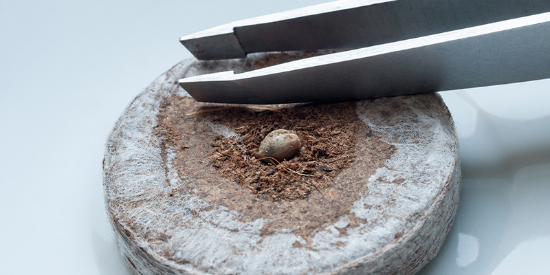 3. Kiełkowanie nasion marihuany w krążkach torfowych