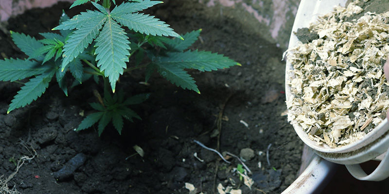 Jak poprawić jakość swojej gleby