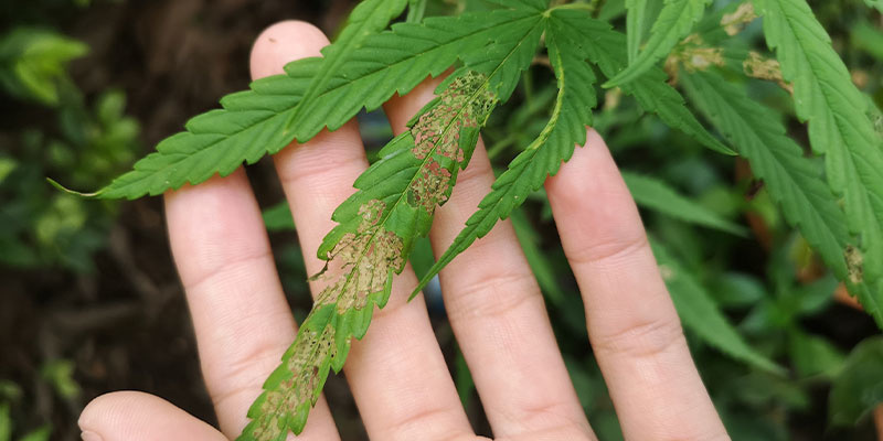 Cannabis diseases