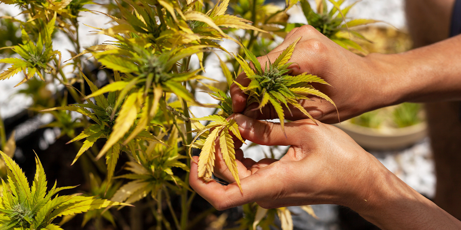 Wskazówki zapobiegające żółknięciu liści