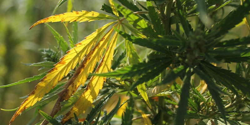 Rozpoznawanie żółtych liści marihuany