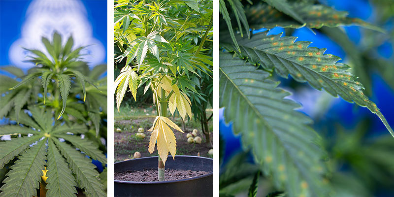 Jak rozpoznać objawy żółknięcia według obszaru