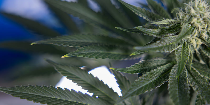 Nutrient deficiencies