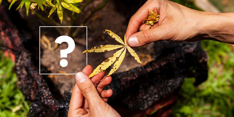 Co powoduje żółknięcie liści marihuany?