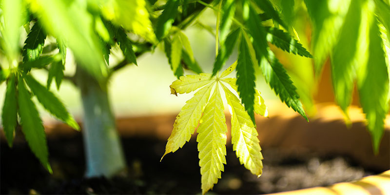 Kiedy żółte liście są czymś normalnym?