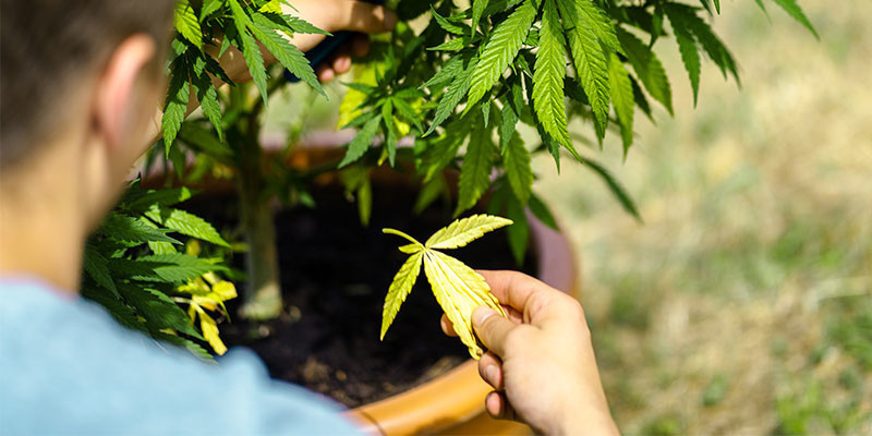 Żółte liście? Dasz sobie radę