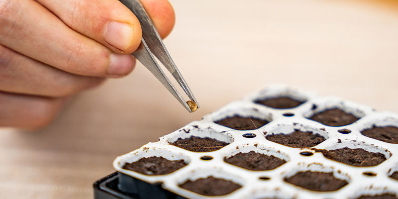 Włóż po jednym nasionie do każdego przygotowanego otworu w doniczkach