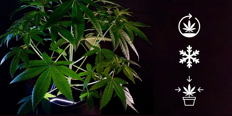 Charakterystyka wzrostu odmian indica