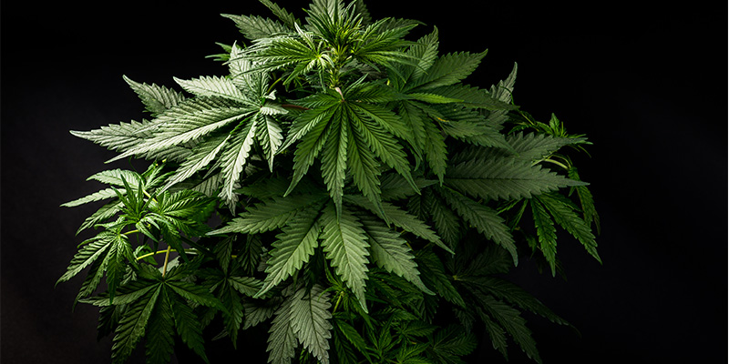 Jak rozpoznać indicę