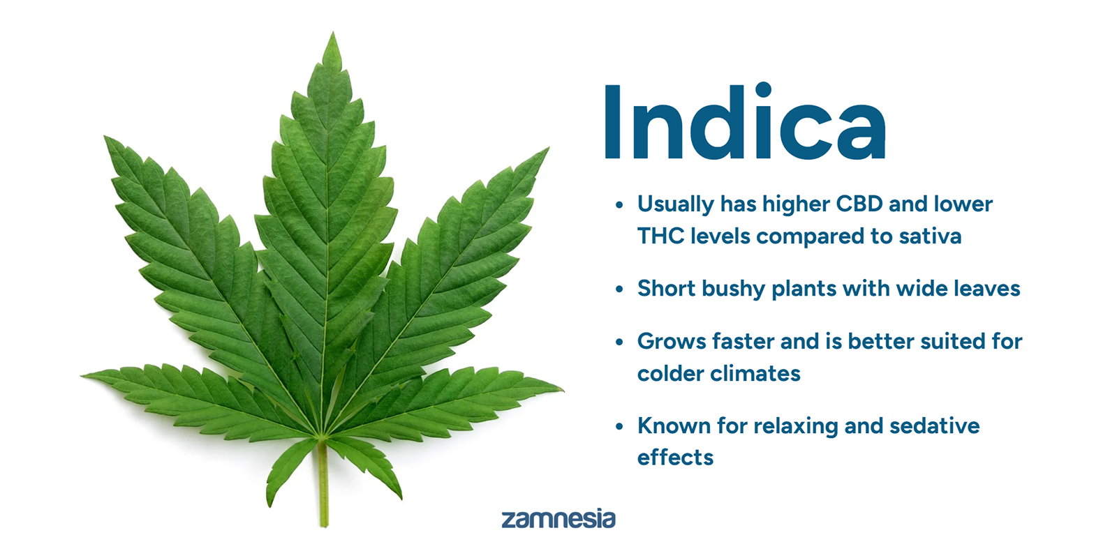 Zrozumieć Cannabis indica: podstawy