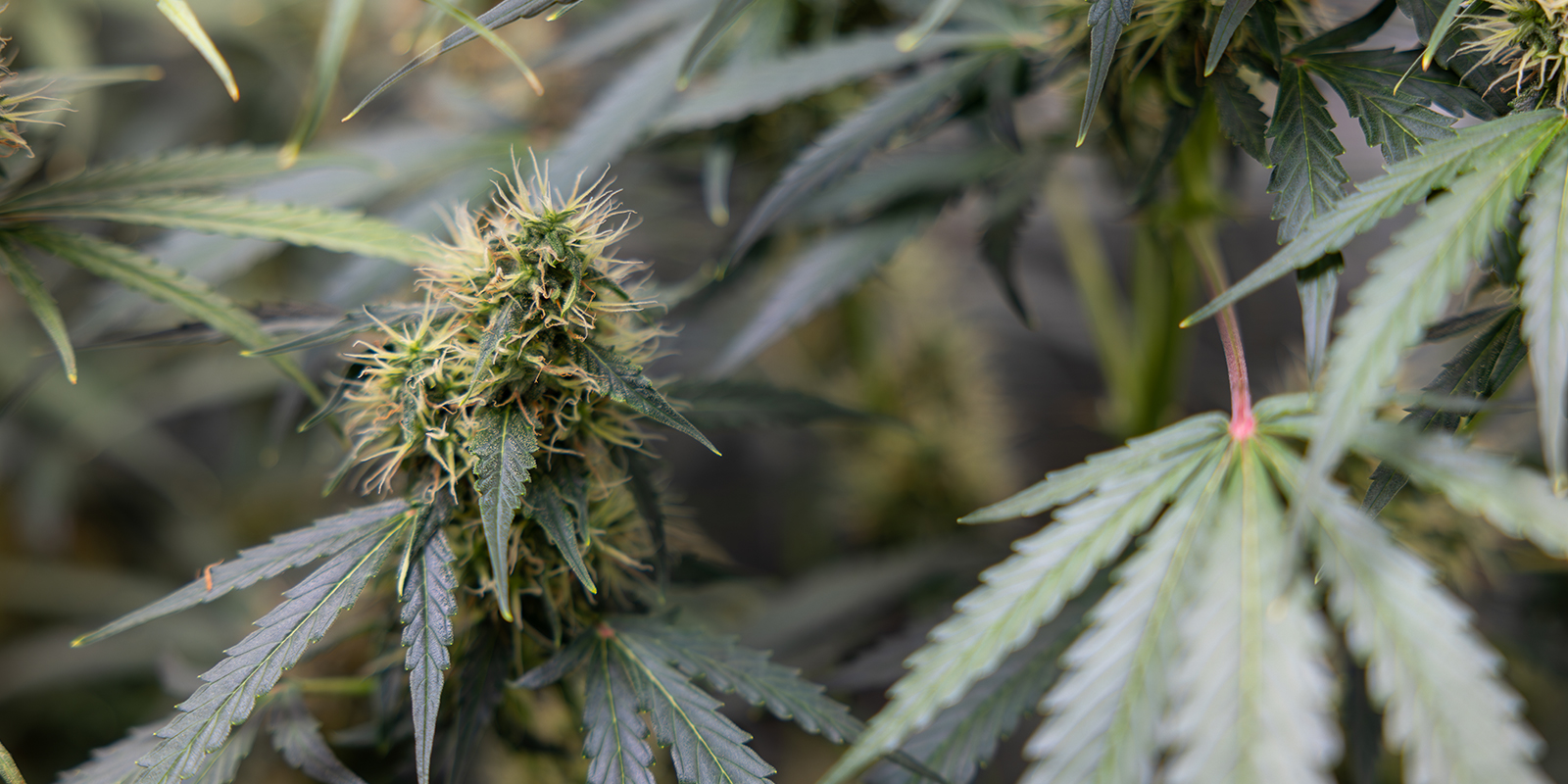 Cannabis sativa: Nowoczesne spojrzenie