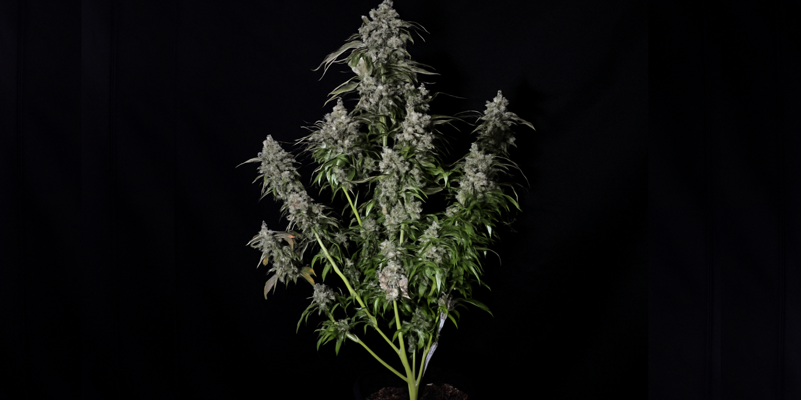 Jak rozpoznać roślinę sativa