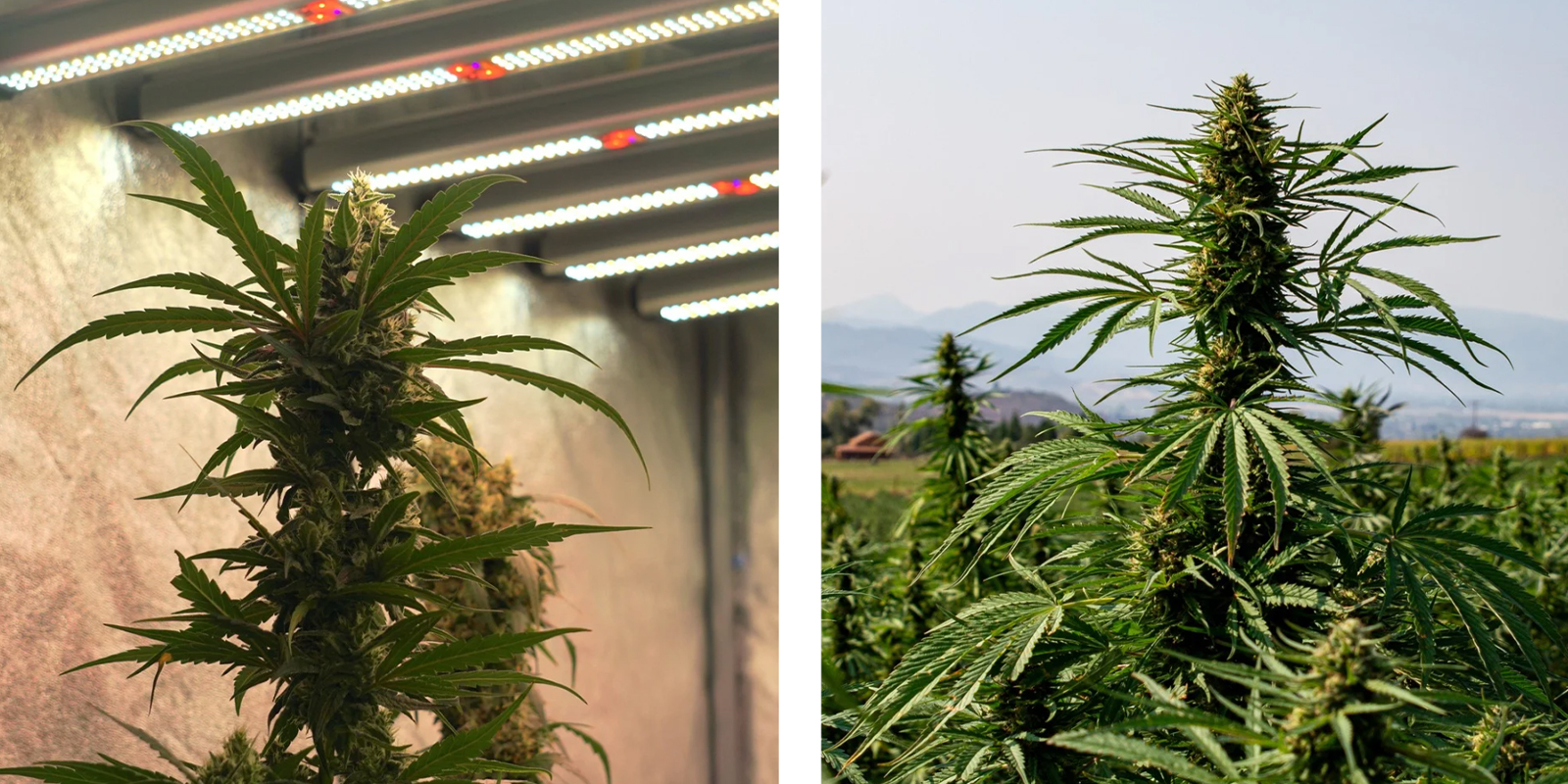 Uprawa indoor a outdoor – kluczowe czynniki