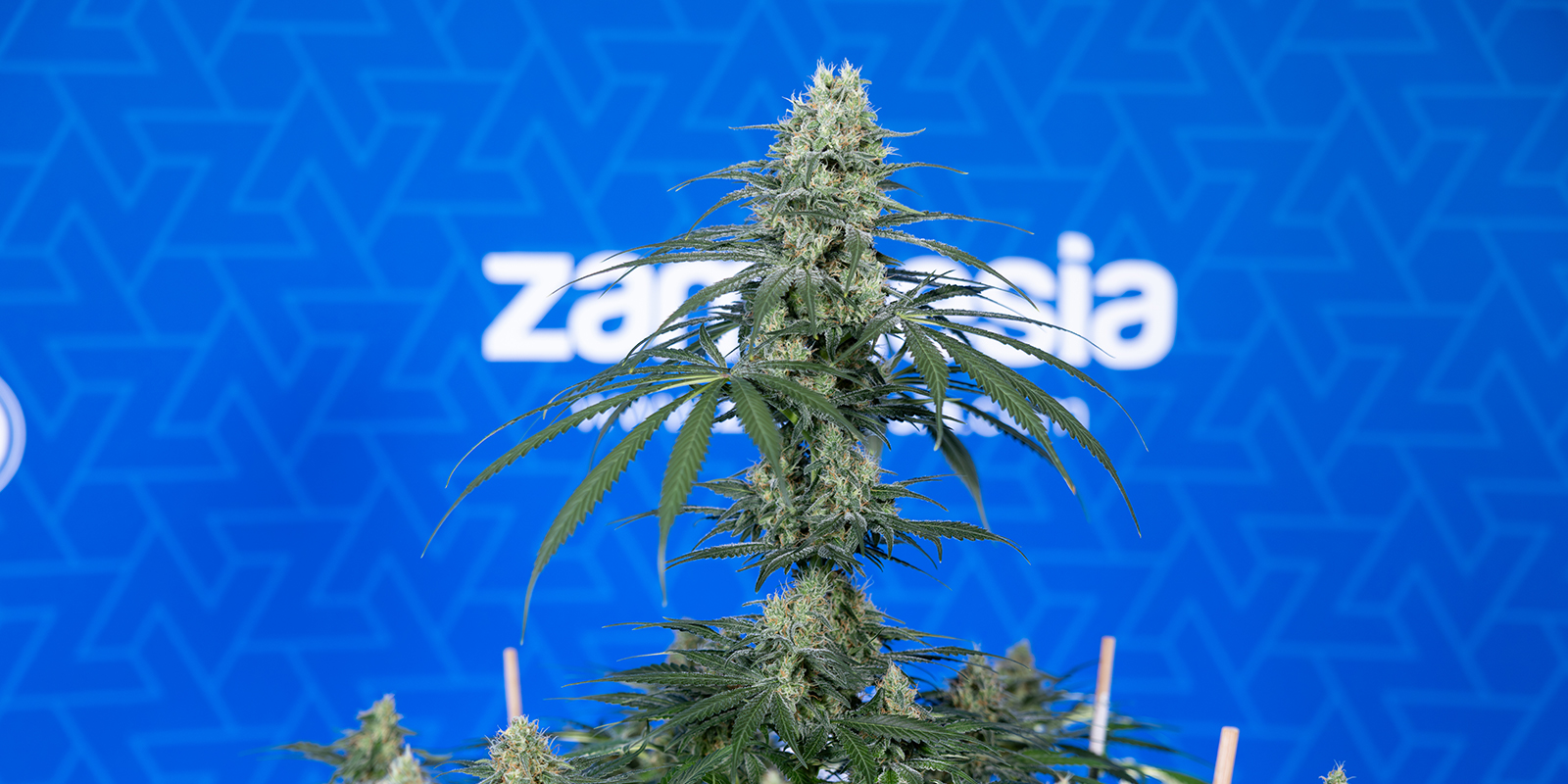 Typowa wysokość i czas kwitnienia