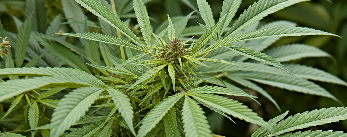 Czym jest Cannabis sativa?