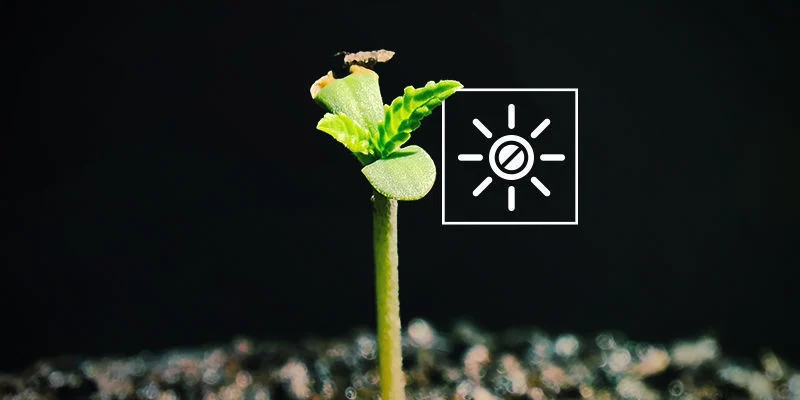 Słabe lub wyciągnięte siewki: za mało światła