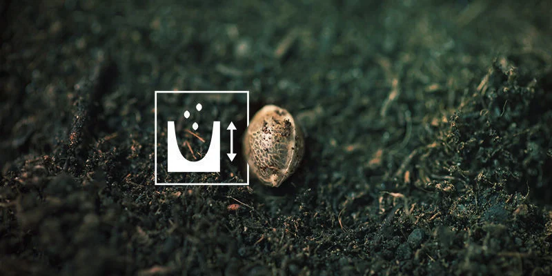 Nasiona marihuany nie kiełkują: nasiona posadzone zbyt płytko