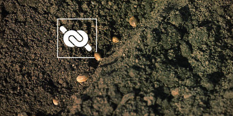 Nasiona marihuany nie kiełkują: zbyt mocno ubita ziemia