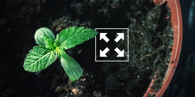 Słabe lub wyciągnięte siewki: nieodpowiedni rozmiar doniczek