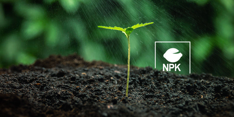 Jak podawać składniki odżywcze roślinom konopi