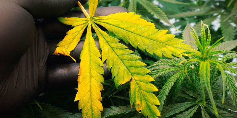 Rozpoznawanie problemów z nawożeniem