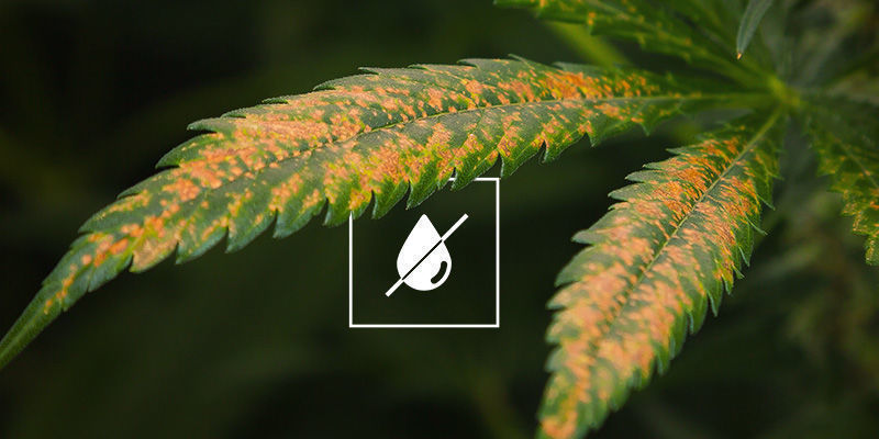 Znaczenie zapobiegania przekarmieniu