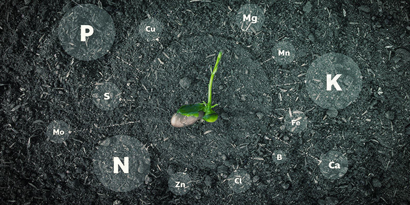 Jakich składników odżywczych potrzebują rośliny konopi?