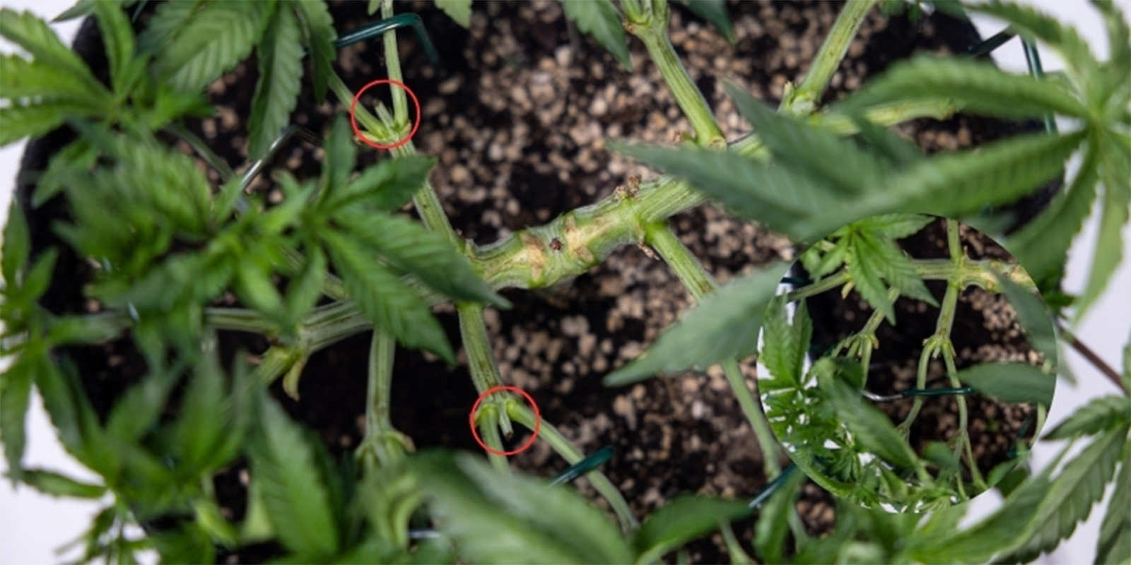 Czy można kilkukrotnie przycinać wierzchołek roślin konopi?