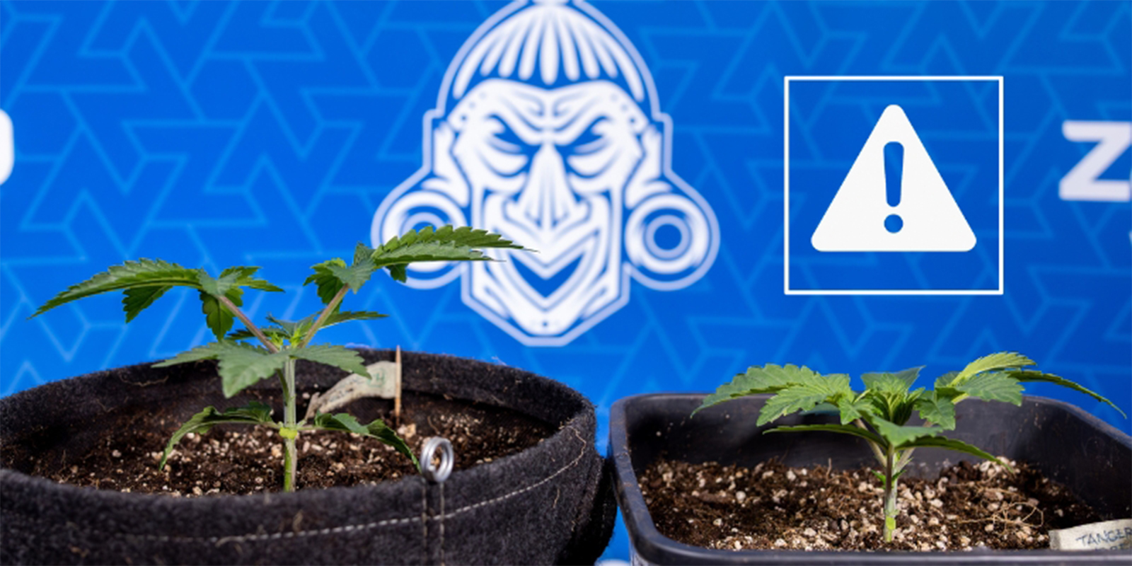 Najczęstsze błędy przy toppingowaniu marihuany