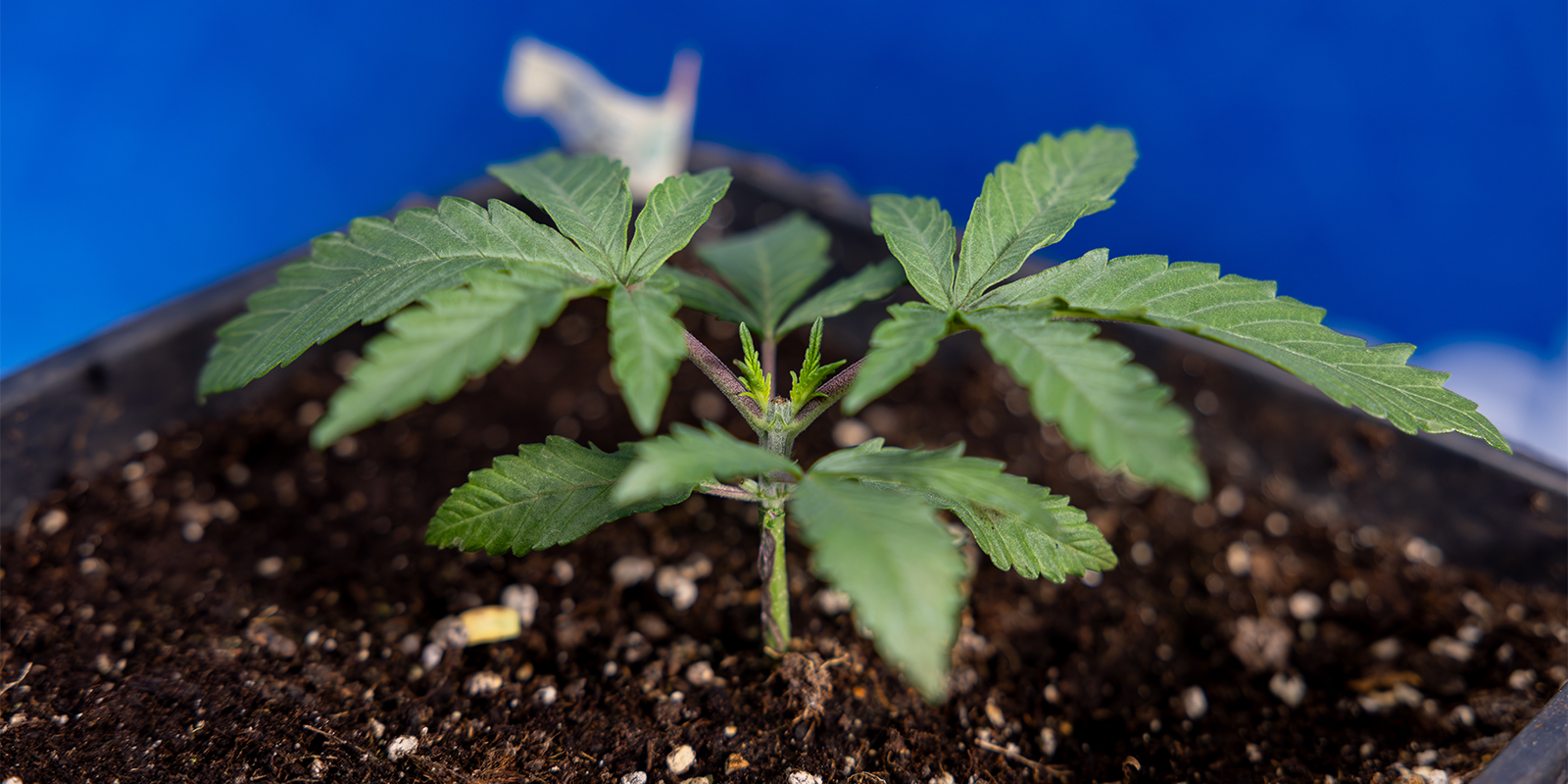 Czy warto przycinać wierzchołki roślin marihuany?