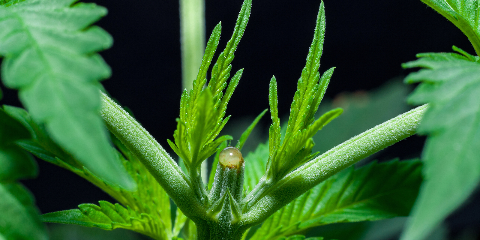 Regeneracja roślin po toppingowaniu i pielęgnacja