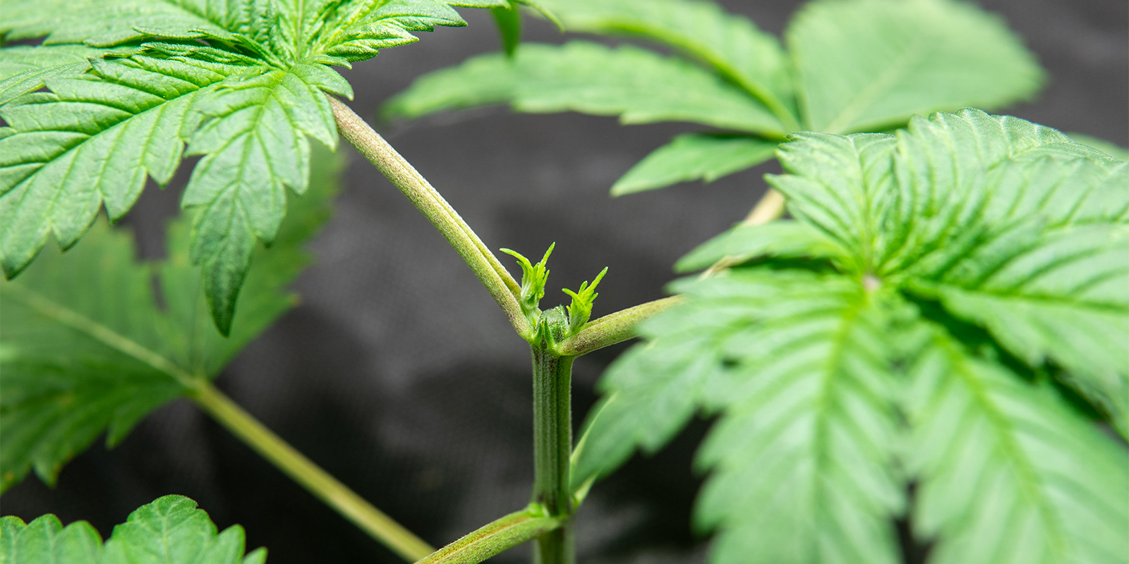 Przycinanie automatów a roślin fotoperiodycznych