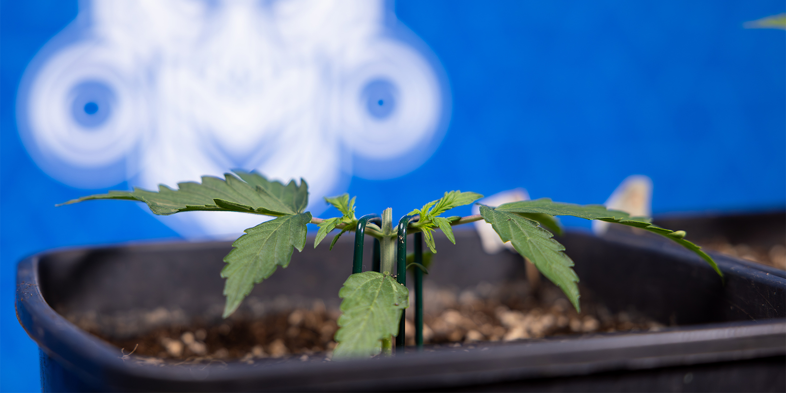 Na czym polega topping marihuany?