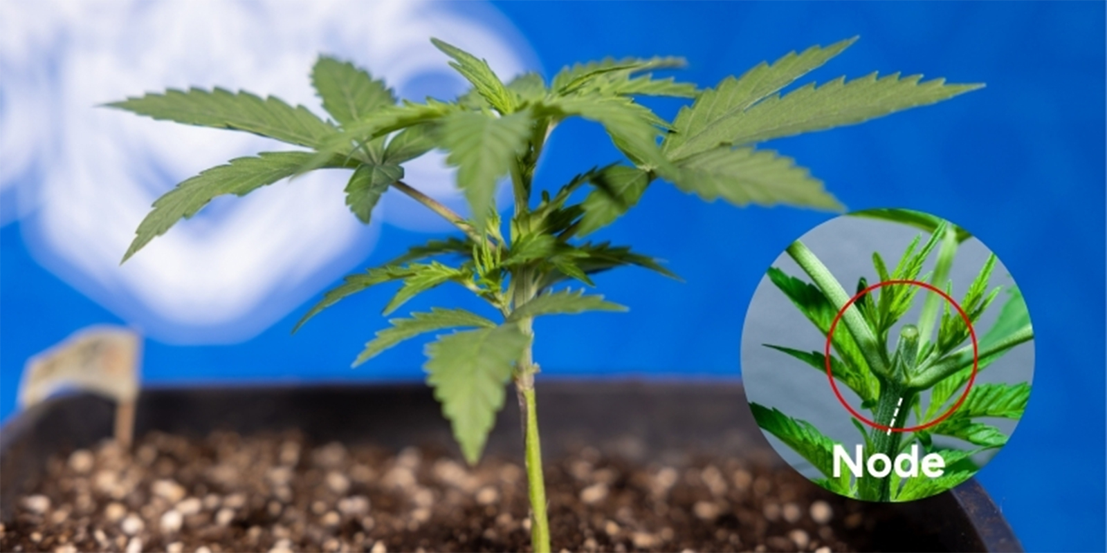 When to top cannabis