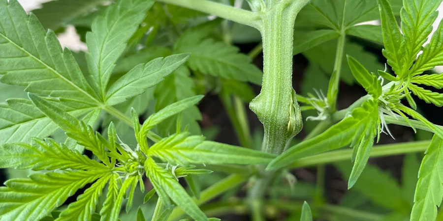 Najczęstsze błędy przy super cropping i jak ich unikać