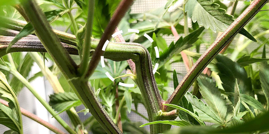 Jak wykonywać super cropping marihuany