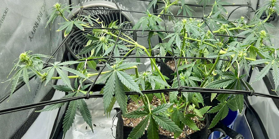 Super Cropping: Zaawansowane wskazówki i triki