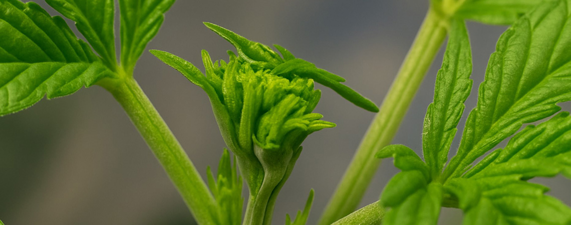 Fimming cannabis for bigger yields: When and how to FIM your plants