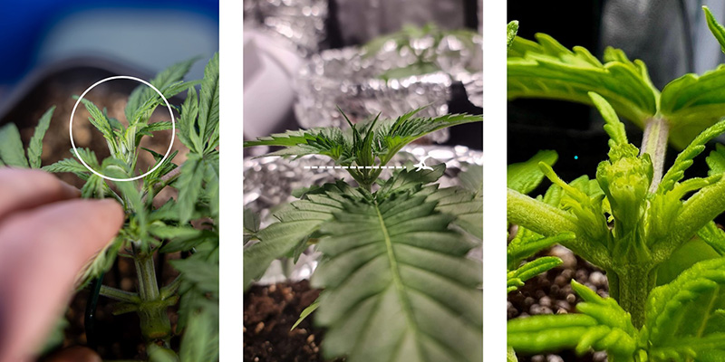 Krok po kroku: jak wykonać FIM na roślinie marihuany