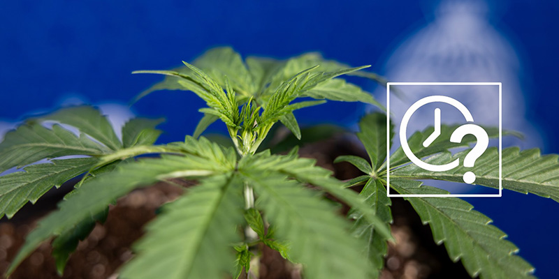 Kiedy fimować rośliny