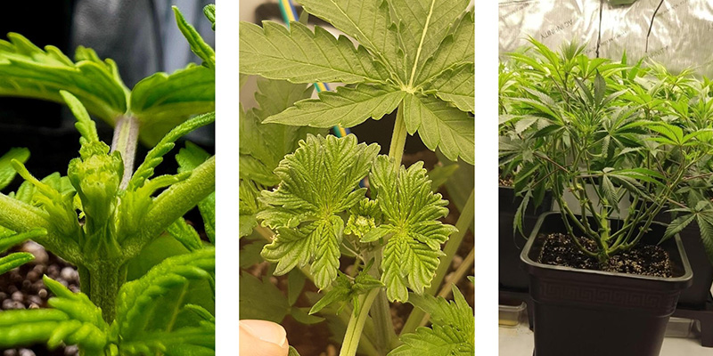 Dlaczego stosować fimming konopi?