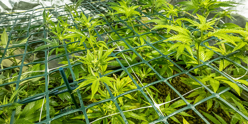 Screen of green (ScrOG)